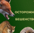 Осторожно, бешенство!. - Валуйский городской округ